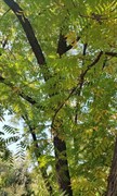 Орех скальный Орех скальный