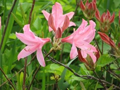 Рододендрон японский розовый