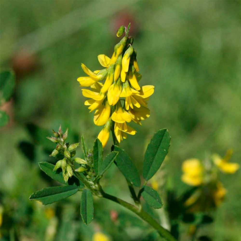 Melilotus officinalis