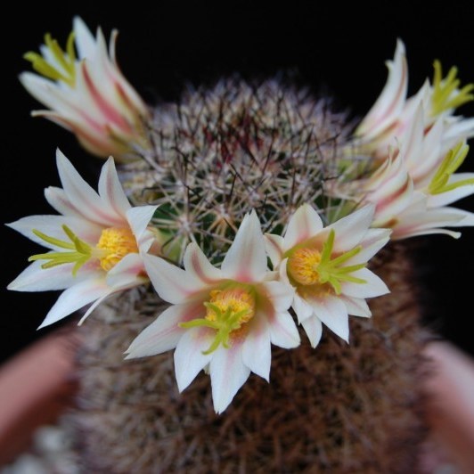 Кактус Маммилярия Шурляна (Mammillaria shurliana) семена купить недорого