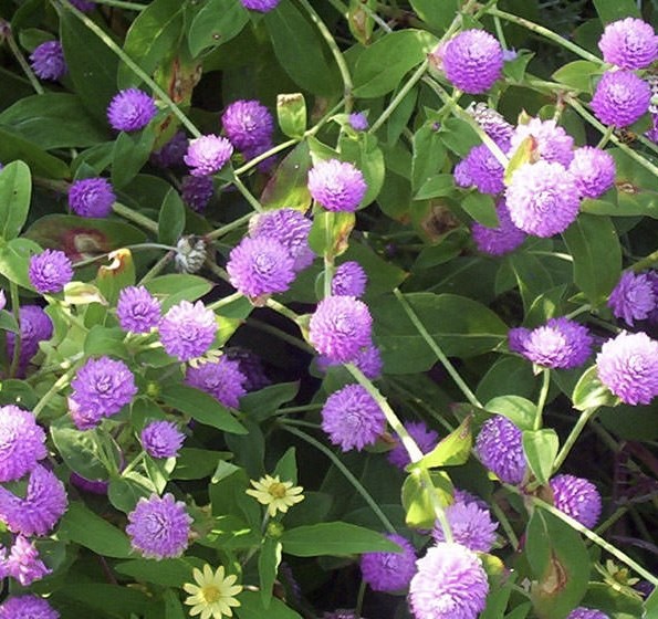 Растения с шаровидными соцветиями – изюминки дачных клумб