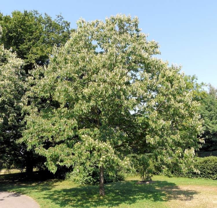 Конфетное дерево в абхазии фото с описанием