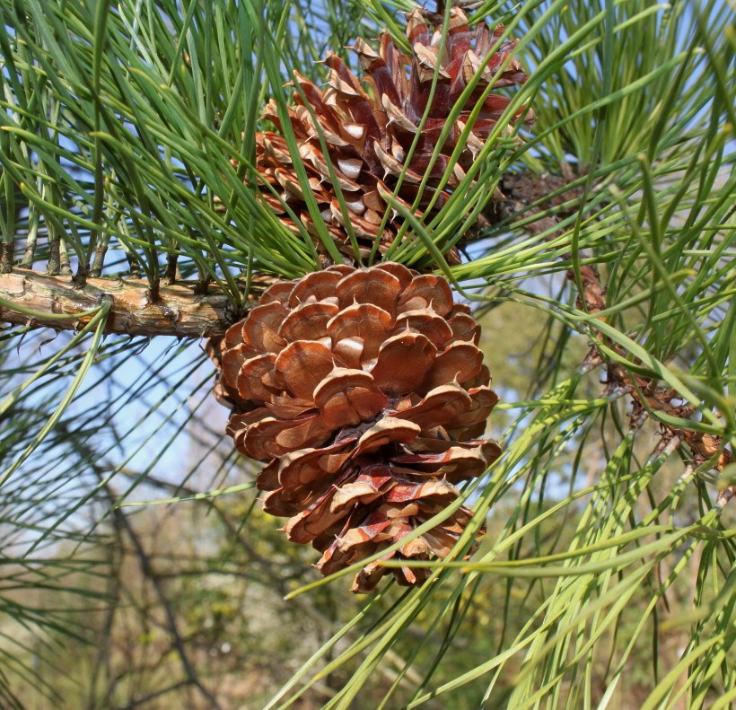 Сосна род хвойных. Pinus rigida. Сосна жесткая Pinus rigida. Семейство сосновые Pinaceae. Сосна Бунге шишки.
