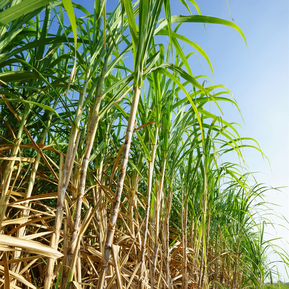 Бразилия сахарный тростник. Сахарный тростник культивируемый. Сахарный тростник в Индии. Тростниковый сахар растение. Сахарный тростник в Египте.