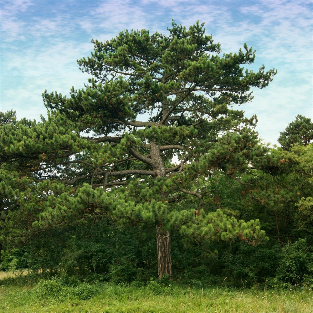 Семена крымской сосны. Сосна Бунге. Сосна Бунге Pinus bungeana. Pinus nigra austriaca. Сосна Палласа Крымская.