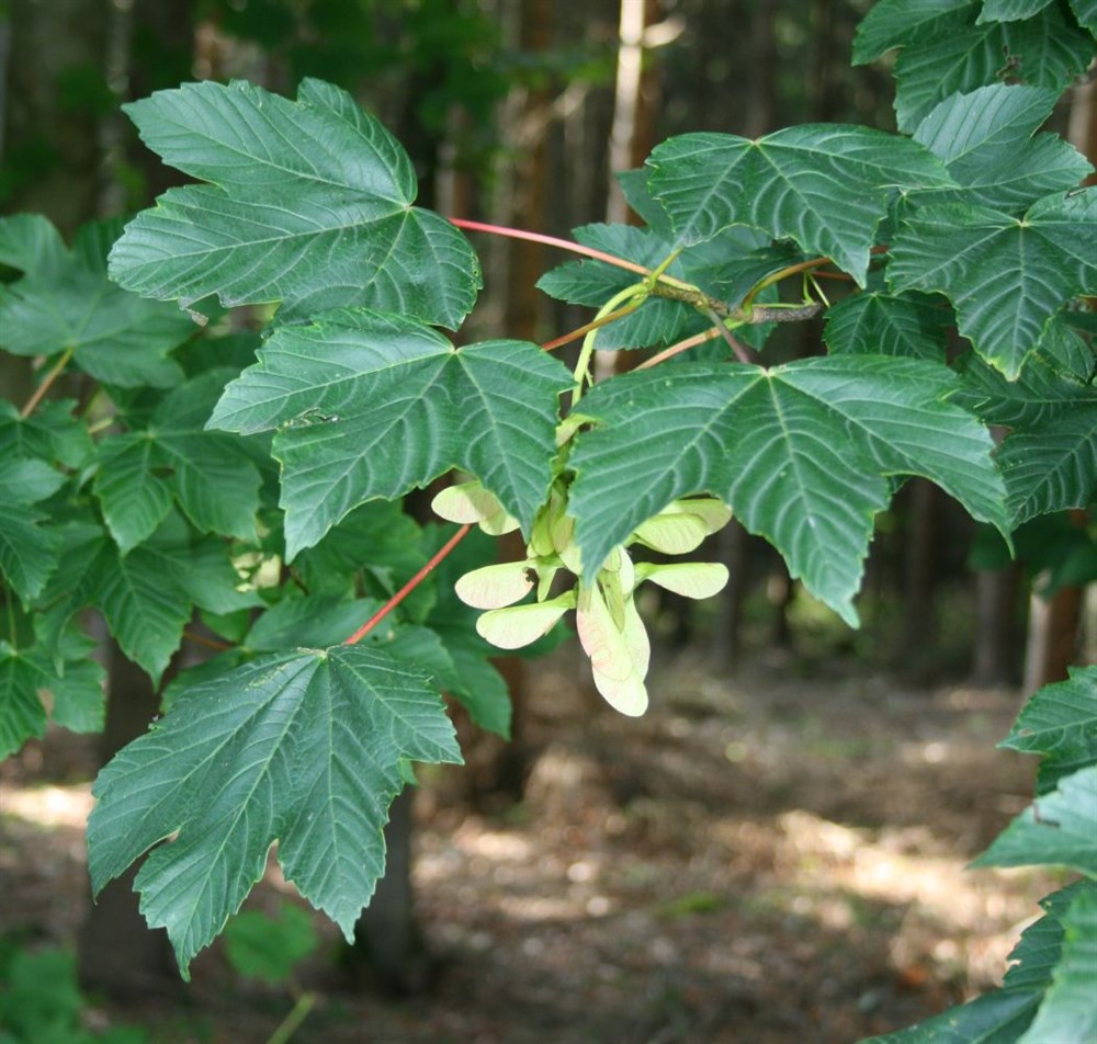 Клен Ложноплатановый (Acer pseudoplatanus)