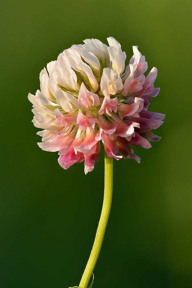  розовый гибридный семена  