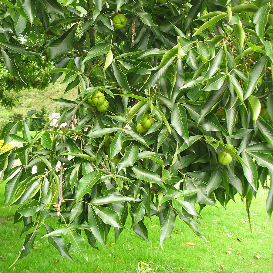 Carya cordiformis. Кария овальная. Ланкастерский орех дерево. Кария овальная. Carya cordiformis.