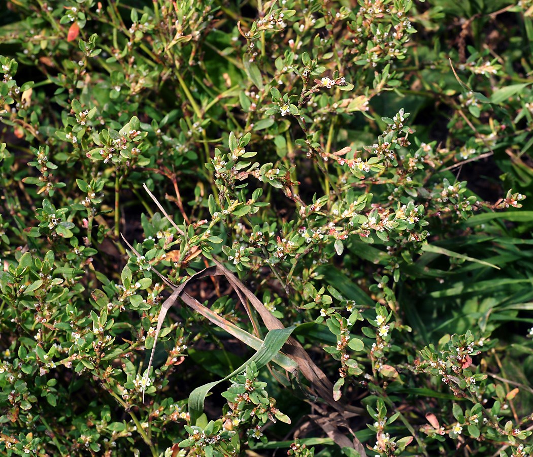 Спорыш (Горец птичий, Трава-мурава): описание, фото, характеристики, выращивание для газона