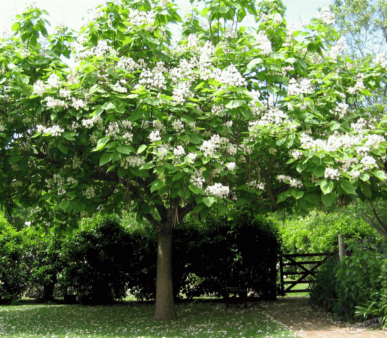 Катальпа прекрасная. Катальпа бигнониевидная (Catalpa bignonioides). Катальпа дерево. Катальпа прекрасная (speciosa).