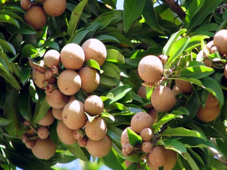 Лонган: выращивание экзотического фрукта в домашних условиях
