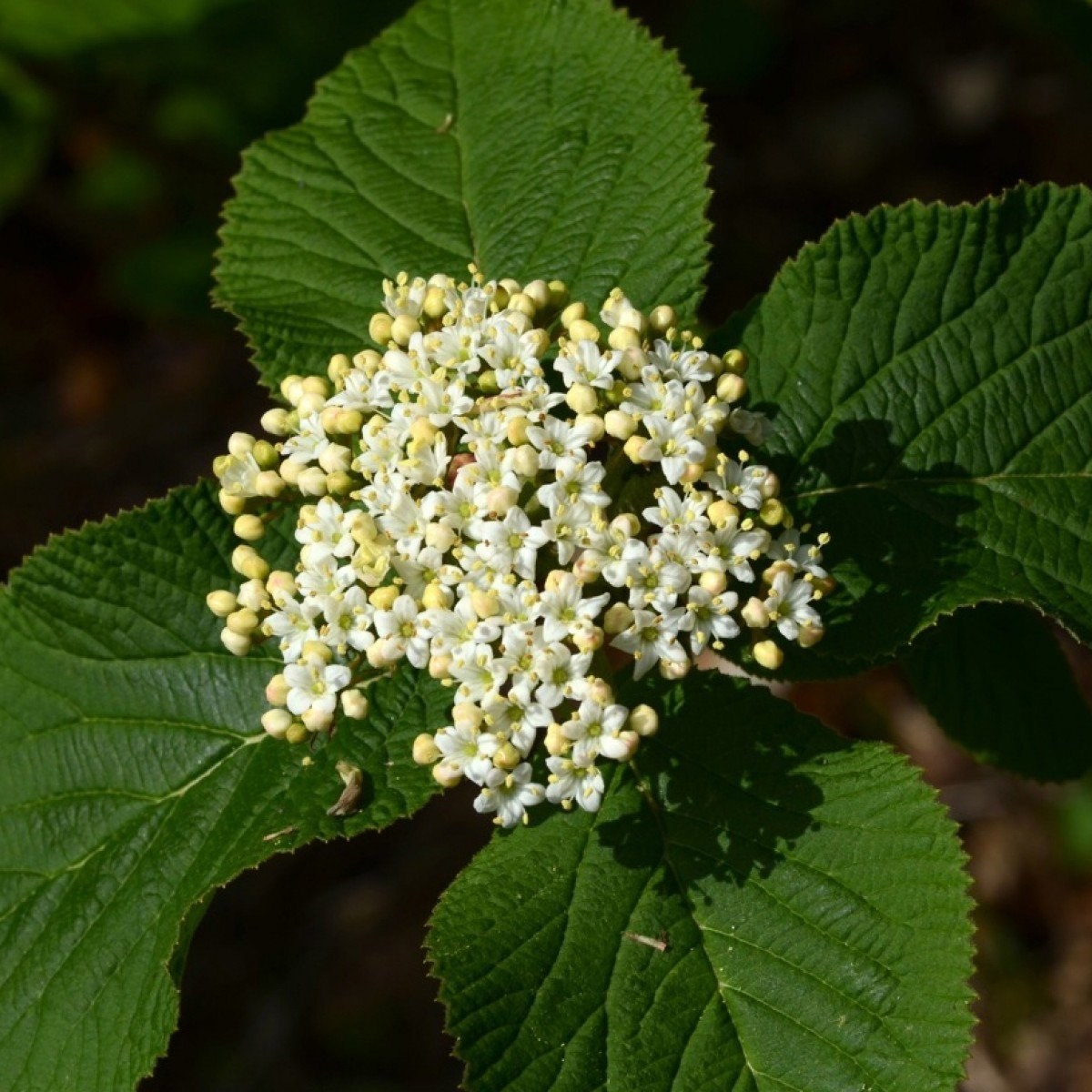 Калина гордовина Viburnum Lantana