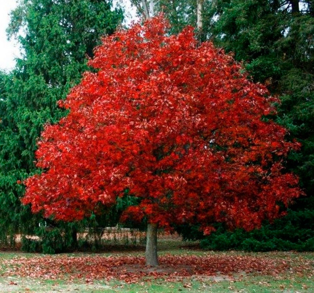 Красно черешчатый дуб. Дуб красный Quercus rubra. Дуб красный, Северный Quercus rubra. Дуб красный (Quercus rubra c3 60-100). Дуб красный (канадский, остролистный).