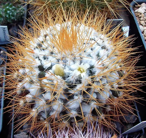 Кактус Маммилярия Снежная (Mammillaria nivosa), быстрорастущий ...