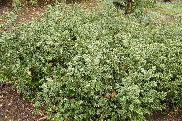 Иглица колючая или понтийская (мышиный терн), декоративный кустарник ...