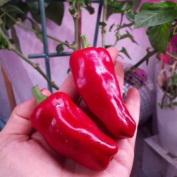 Перец сладкий Кузя, комнатный семена купить недорого
