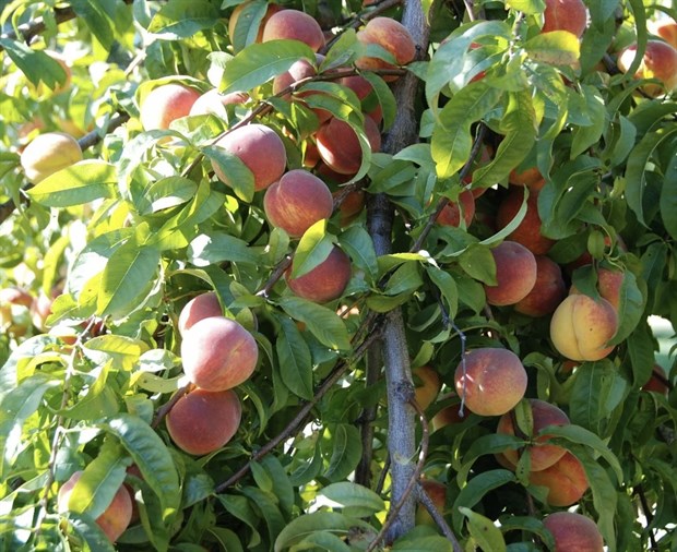 Персик Хасанский, морозостойкий, высокоурожайный, вкусный, самоплодный, медонос - фото 10938
