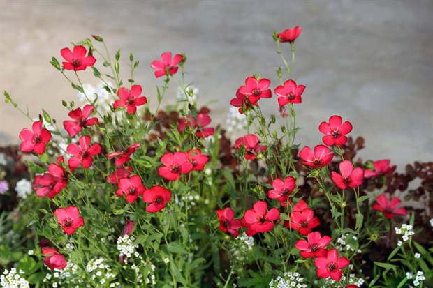 Лён красный, декоративные цветы, лекарственный, маслянистый, медонос - фото 11024