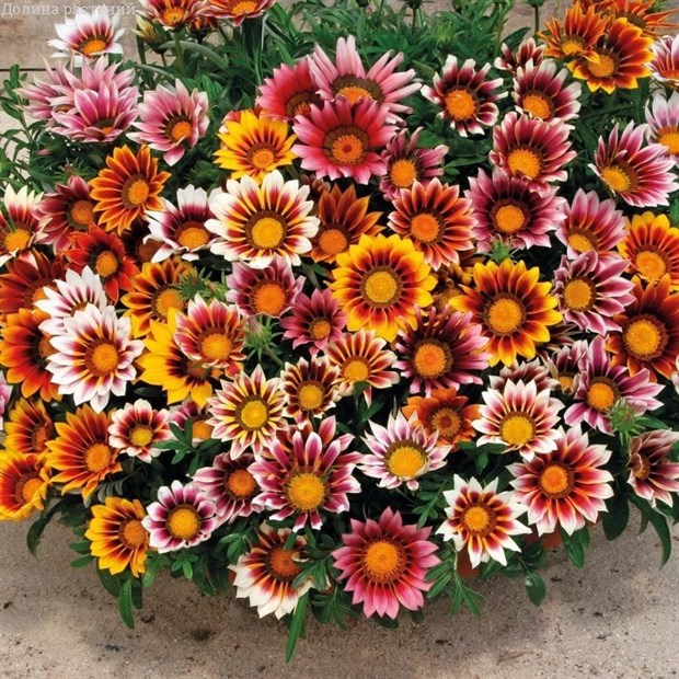 Газания блестящая (микс), декоративные цветы, продолжительное цветение - фото 11025