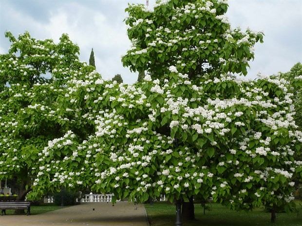 Катальпа великолепная (прекрасная), морозостойкая, декоративное дерево, медонос 2323