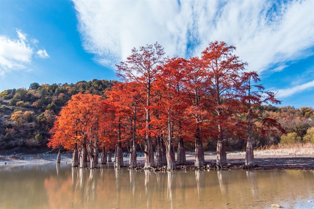 Таксодиум (кипарис) болотный, морозостойкий, декоративный, ценная древесина, реликтовое дерево, бонсай - фото 11131
