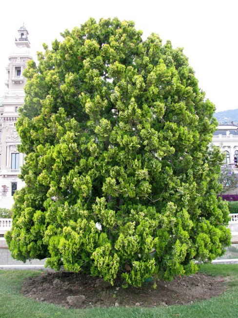 Туя (Биота) восточная, морозостойкая, вечнозеленая, декоративная, эфиромасличная, лекарственная, ценная древесина, долгожитель, священное дерево, живая изгородь, топиар - фото 11182
