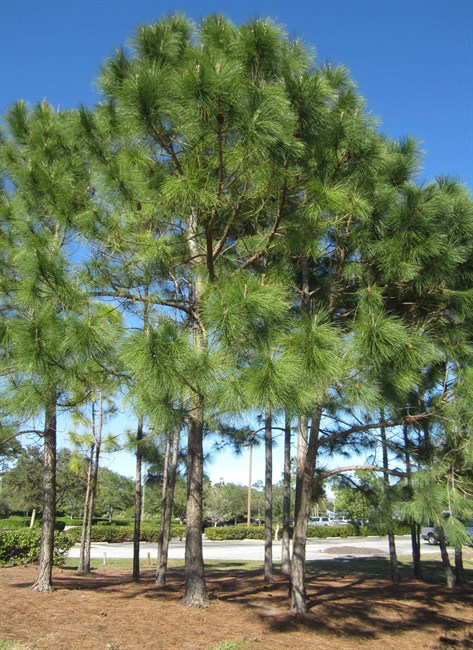 Сосна Эллиота, вечнозеленая, декоративная, долгожитель, бонсай - фото 11227