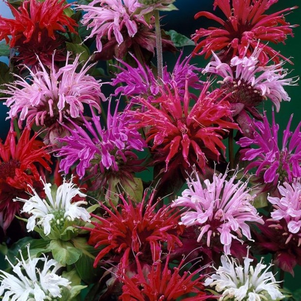 Монарда двойчатая, микс цветов, многолетняя, лекарственная, декоративные цветы, медонос 1928