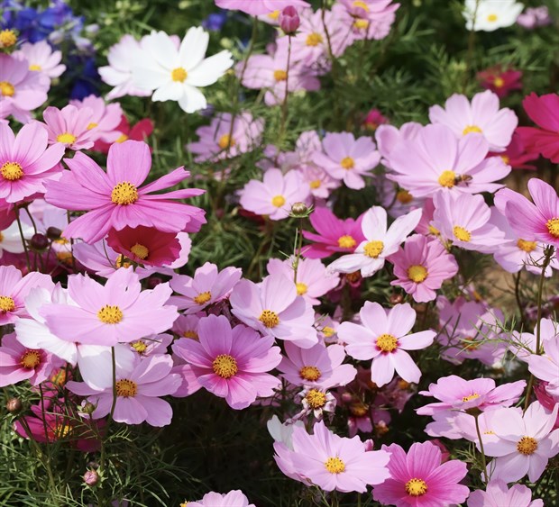 Космея дваждыперистая (розовая), декоративные цветы, засухоустойчивая, продолжительное цветение - фото 11433