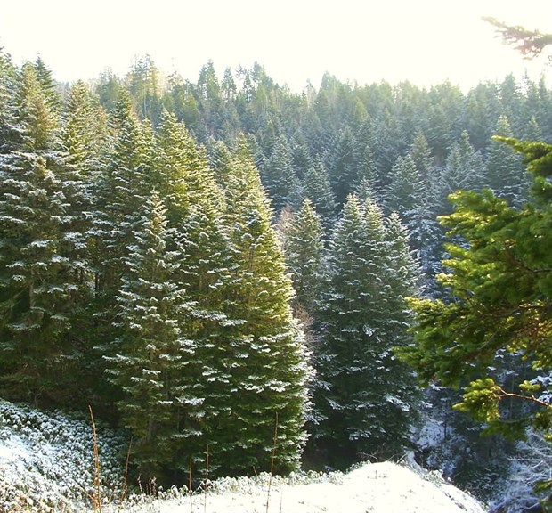 Пихта Сахалинская, морозостойкая, вечнозеленая, теневыносливая, декоративная, ценная древесина, быстрорастущая - фото 11516