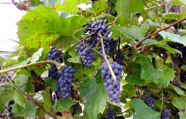 Виноград амурский, многолетний, морозостойкий, съедобный, декоративная лиана, реликтовый, медонос - фото 11550