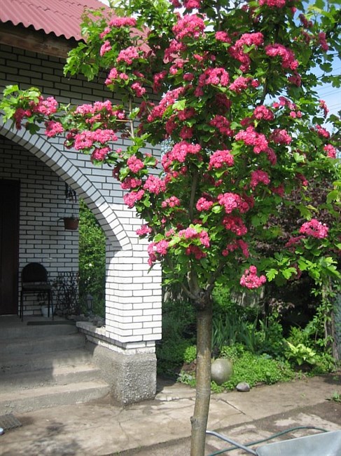 Боярышник махровый, розовый, морозостойкий, съедобный, декоративный, лекарственный, живая изгородь, медонос - фото 11758