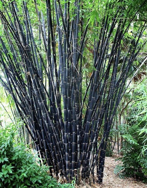 Бамбук черный, морозостойкий, декоративный, быстрорастущий, ценная древесина - фото 11788
