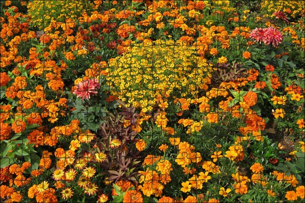 Полевые цветы серии «Городской колорит» (10 видов), декоративные, различные оттенки, продолжительное цветение - фото 11877
