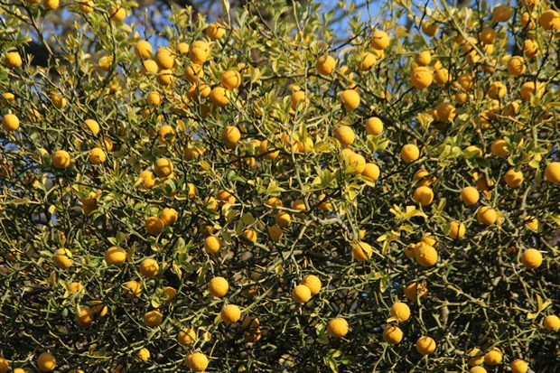 Понцирус трёхлисточковый (колючий лимон), морозостойкий, съедобный, лекарственный, лучший подвой для цитрусовых, декоративный, эфиромасличный, живая изгородь, медонос - фото 11952