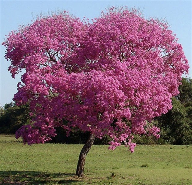 Табебуйя розовая, декоративная, ценная древесина, медонос - фото 11953