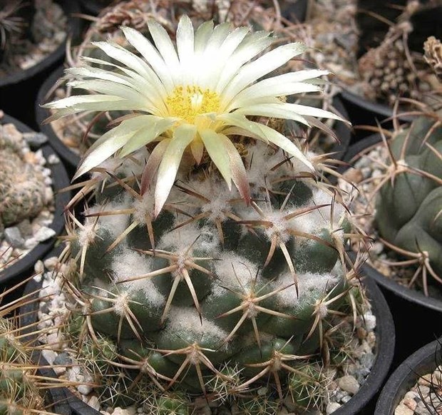 Кактус Корифанта Андре (Coryphantha andreae), комнатный, цветущий, карликовый 3869 - фото 12288