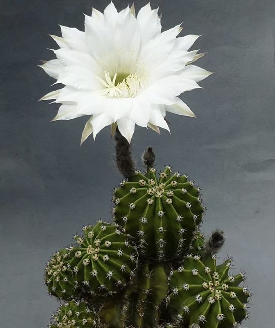 Кактус Echinopsis eyriesii, комнатный, цветущий, карликовый, декоративный 3871 - фото 12296