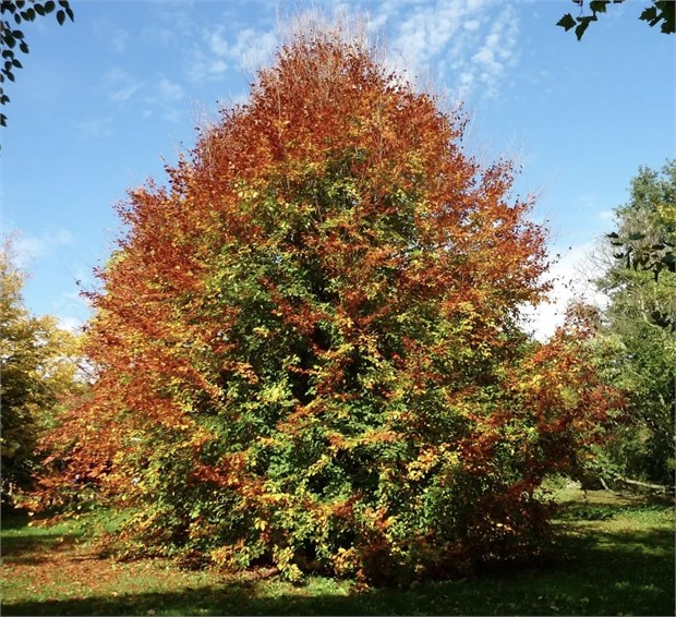 Бук восточный, декоративный, съедобный, долгожитель, ценная древесина, живая изгородь 3912