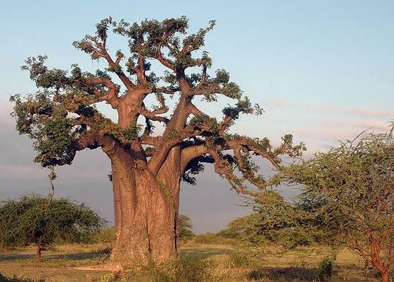 Баобаб африканский, декоративный, съедобный, лекарственный, ценная древесина, долгожитель 2310