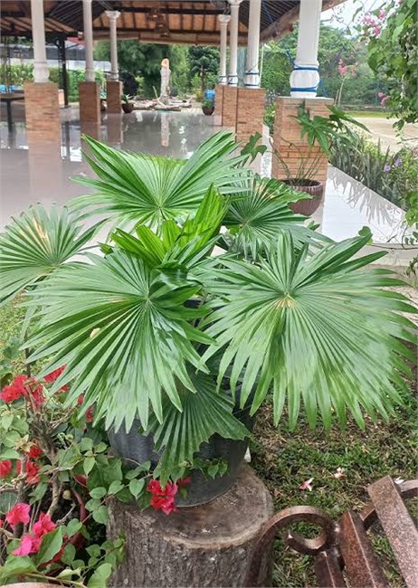 Ливистона круглолистная, декоративная пальма, комнатная 3919