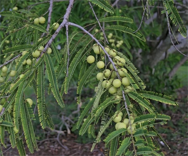 Филлантус Эмблика (Амла), вечнозеленая, съедобная, лекарственная, комнатная, декоративное дерево 3948 - фото 13076