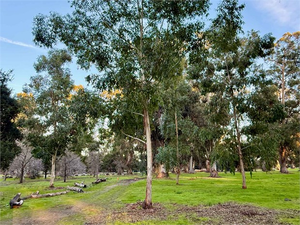 Эвкалипт Грандис (Eucalyptus grandis), быстрорастущий, вечнозелёный, декоративный 3969 - фото 13354