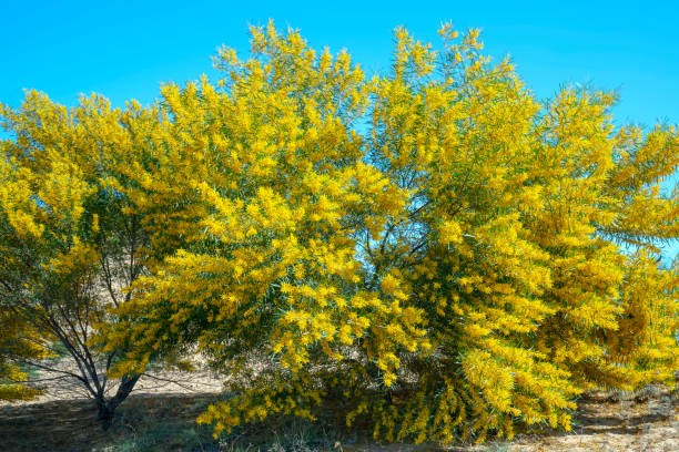 Акация ушковидная (Acacia auriculiformis), вечнозелёное, быстрорастущее, декоративное, светолюбивое, медонос, используется в озеленении, подходит для зимних садов 3971 - фото 13371