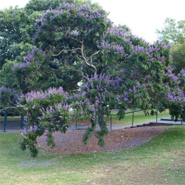 Каранджа Миллетия (Millettia pinnata), крупномер, декоративная, бобовая, ароматные цветы, медонос, масличное растение, почвозащитное, устойчива к засухе, светолюбивая 3972 - фото 13390