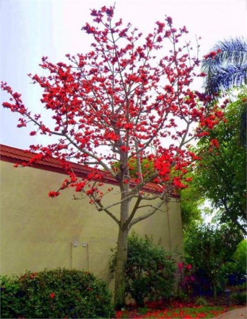 Красное хлопковое дерево (Bombax ceiba, Bombax malabaricum), декоративное, экзотическое, неприхотливое, быстрорастущее 3973 - фото 13397