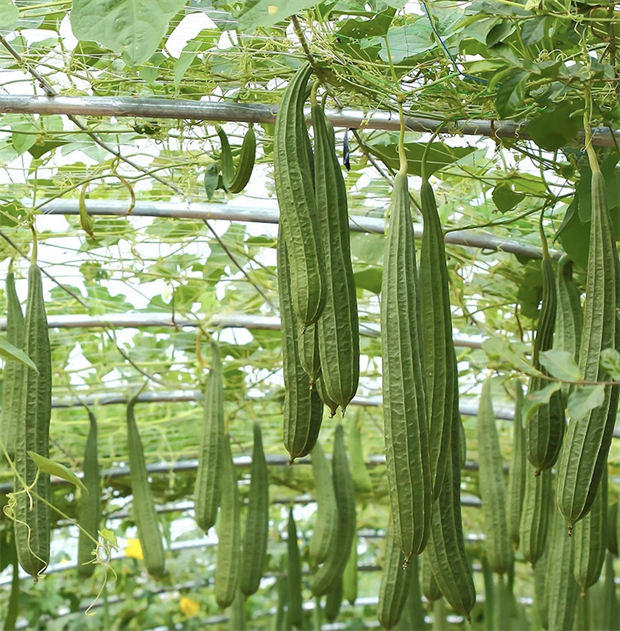 Люффа Дельта (Luffa Delta), теплолюбивая, овощная, огородная, декоративная, плодоовощная, универсального применения, диетическая, декоративное, природная мочалка 3975 - фото 13412