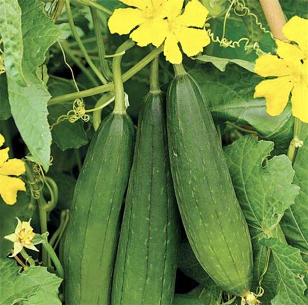 Люффа Стелла ф1 (Luffa stellata F1), плодовое, огородное, неприхотливое, быстрорастущее, легко выращиваемое, декоративное, природная мочалка 3976 - фото 13418