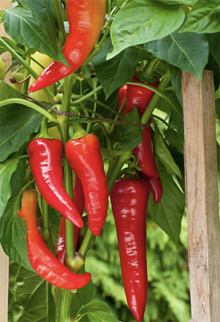 Перец Пуля f1 (Capsicum annuum L.), жаростойкий, жгучий, универсальное применение, декоративный 3984 - фото 13473
