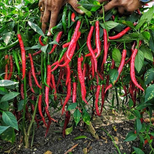 Перец Джвала (Pepper Chilli Jwala), острый, урожайный, пряный, ароматный, универсальный 3990 - фото 13510